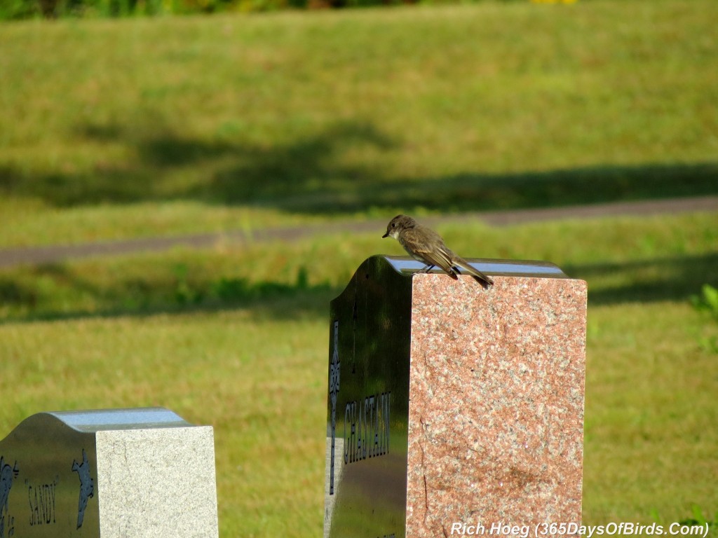 205-Birds-365-Eastern-Kingbird