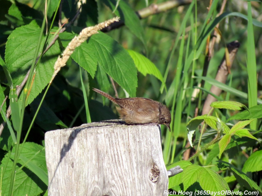 205-Birds-365-House-Wren-1