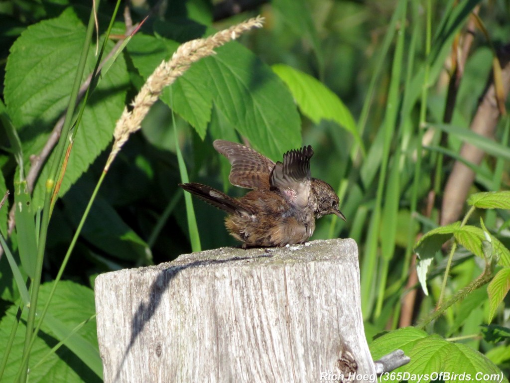 205-Birds-365-House-Wren-2