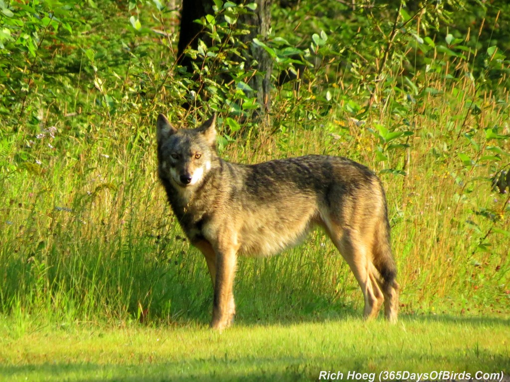 205-Birds-365-Timber-Wolf-2