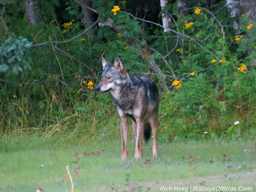 205-Birds-365-Timber-Wolf-4