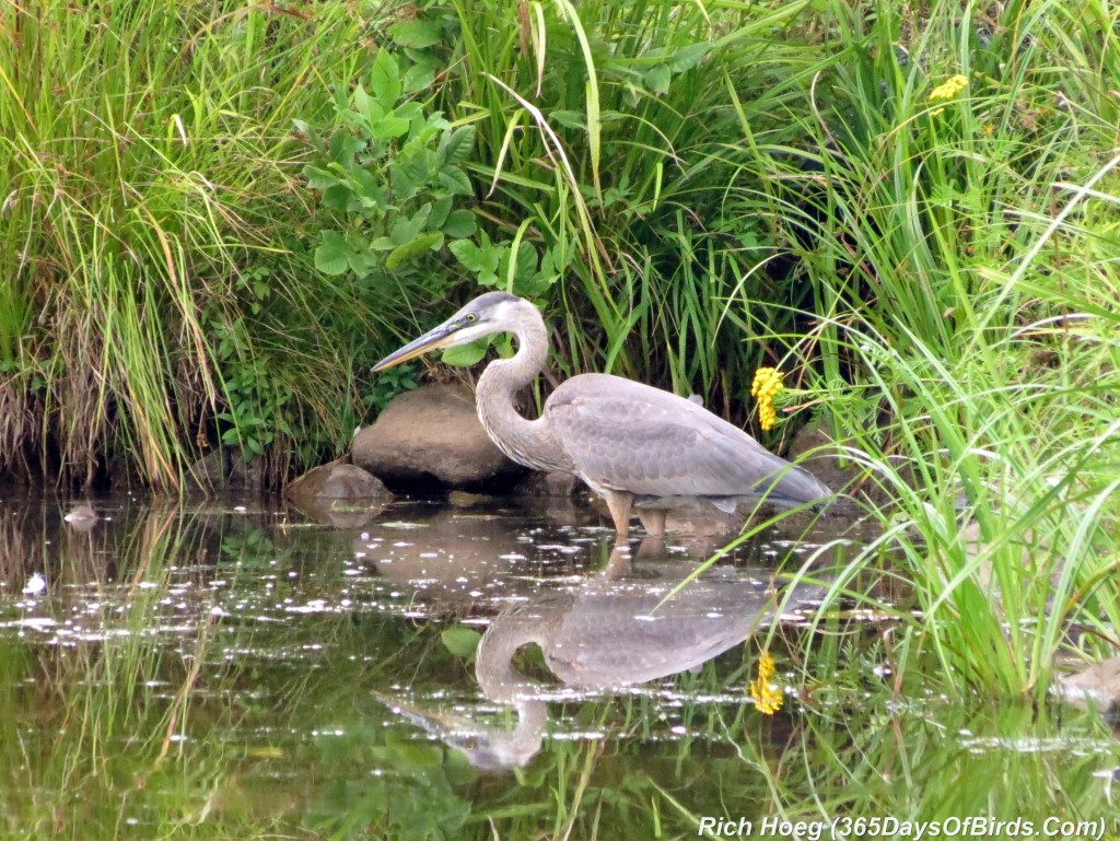 206-Birds-365-Great-Blue-Heron