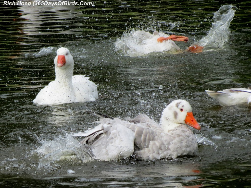 206-Birds-365-Splish-Splash-Geese