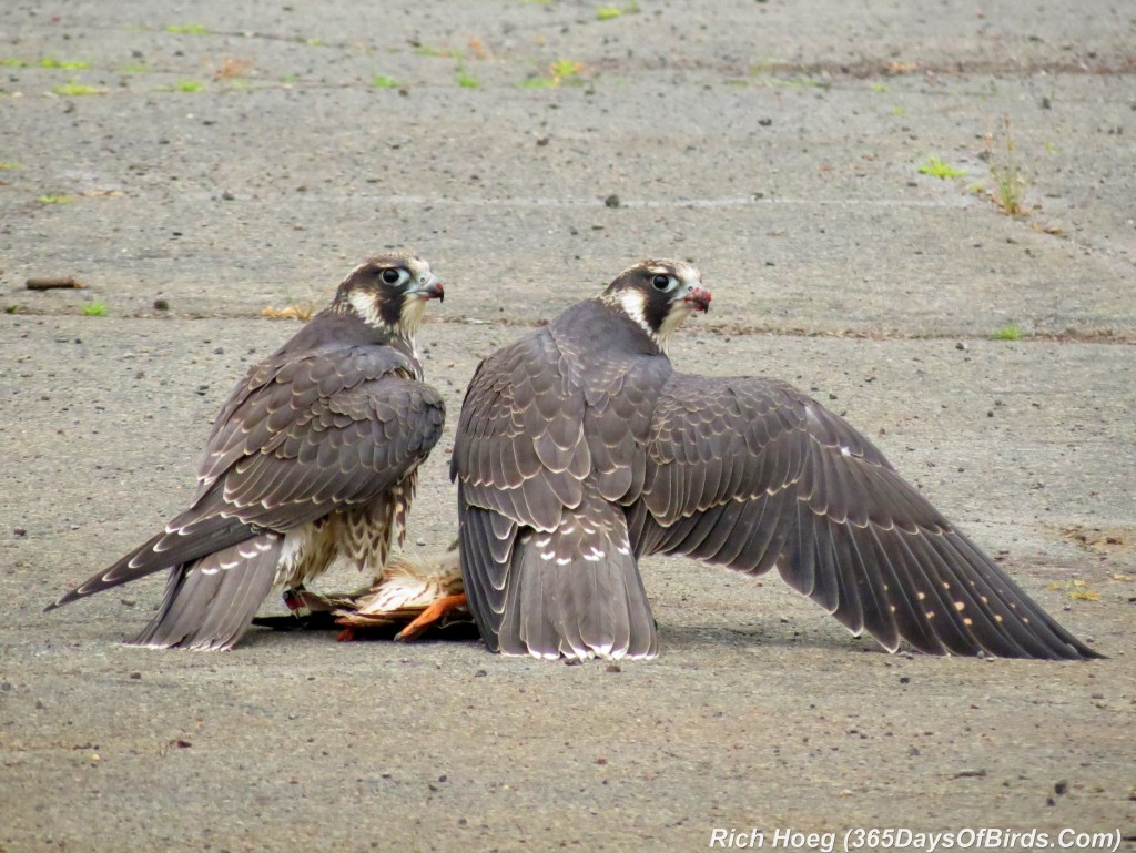 207-Birds-365-peregrine-falcon-1