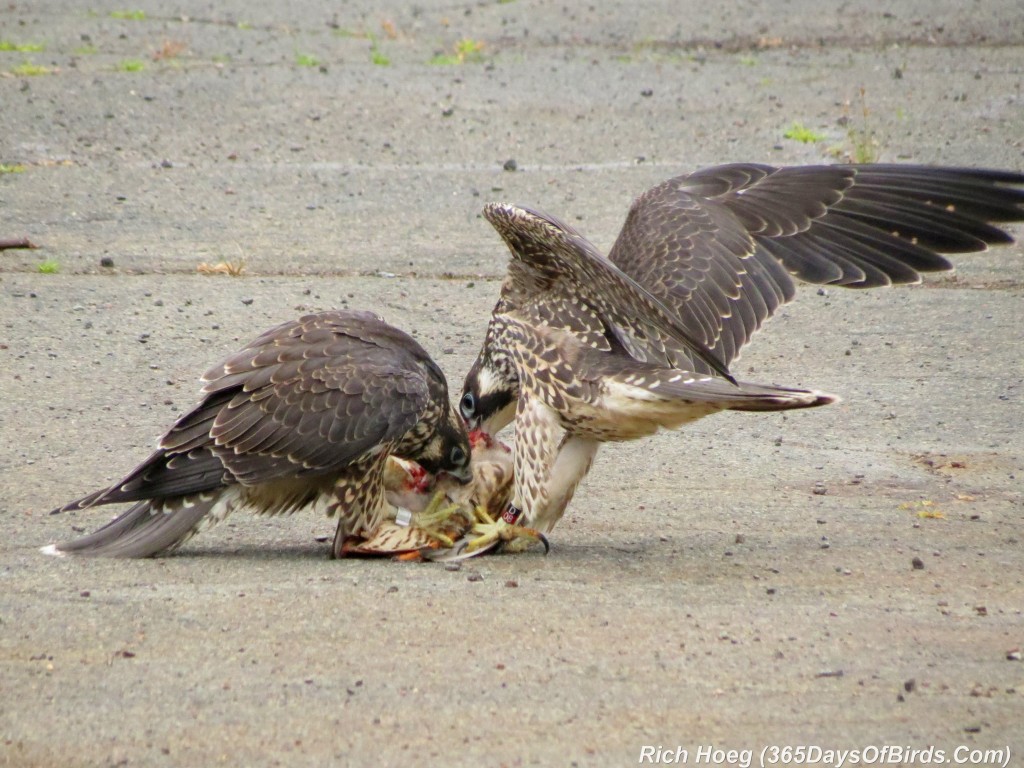 207-Birds-365-peregrine-falcon-2