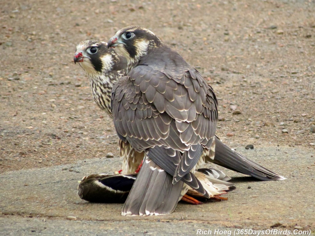 207-Birds-365-peregrine-falcon-3