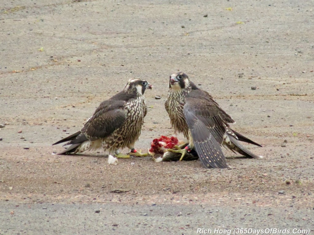 207-Birds-365-peregrine-falcon-4