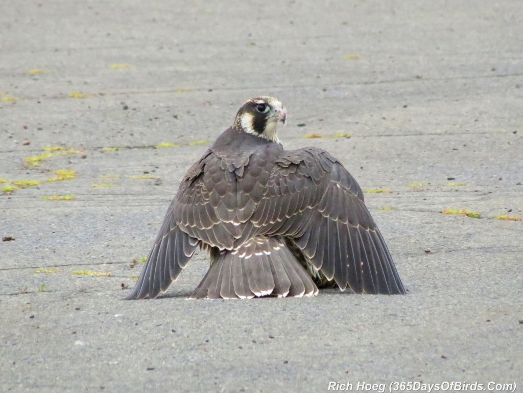 207-Birds-365-peregrine-falcon-5