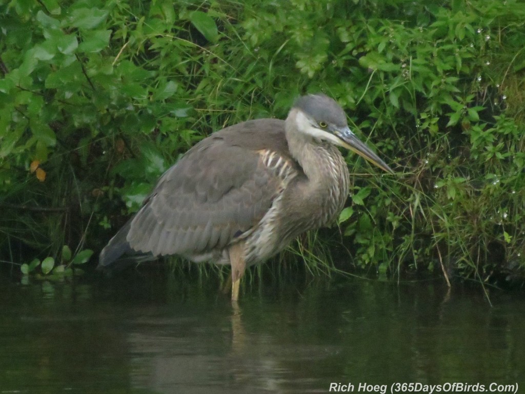 208-Birds-365-great-blue-heron