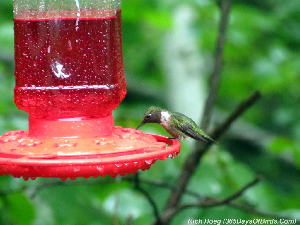 209-Birds-365-ruby-throated-hummingbird