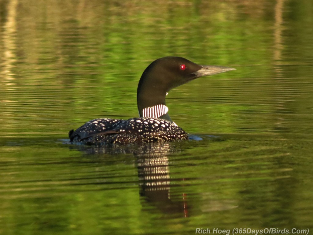 210-Birds-365-loon-at-dawn