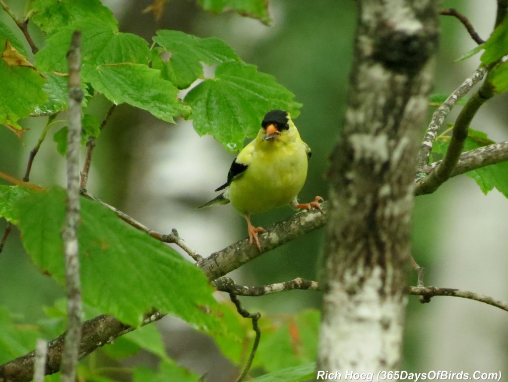 212-Birds-365-Goldfinch-Lunch