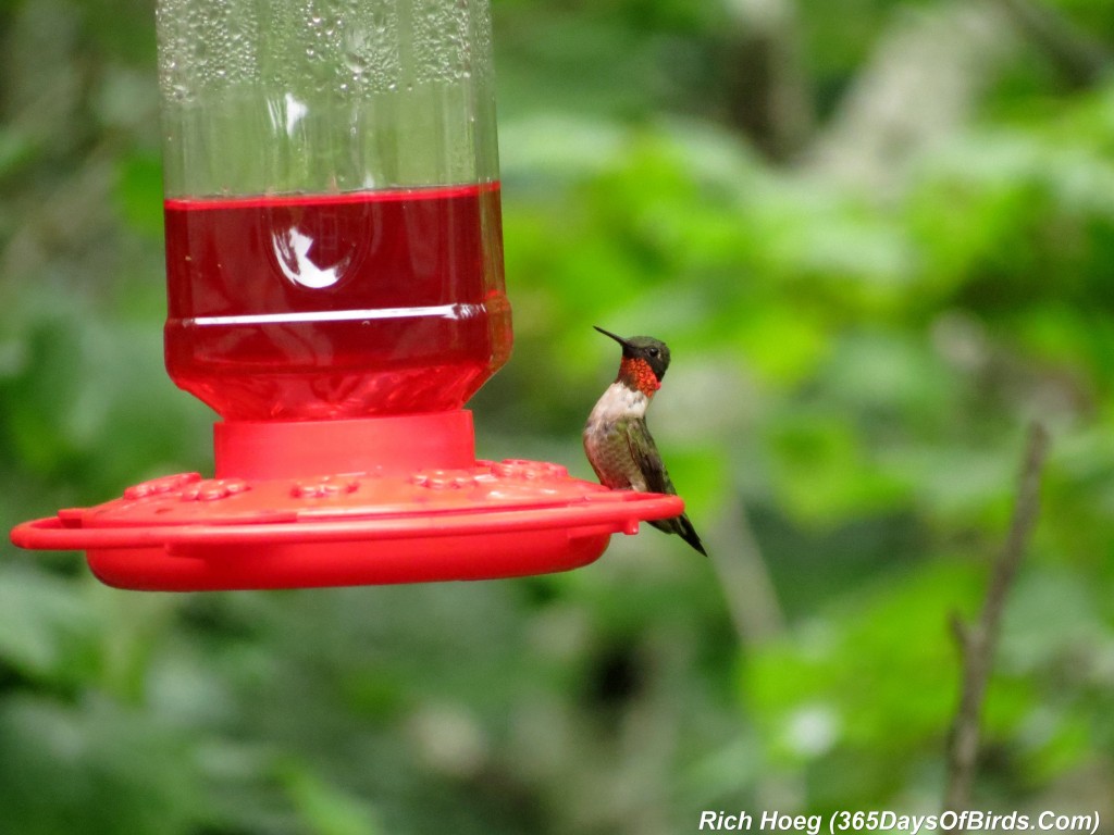 212-Birds-365-Ruby-Throated-Hummingbird-Lunch