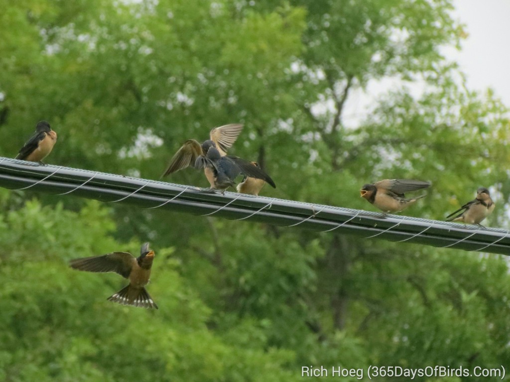 213-Birds-365-Cliff-Swallow-Fight