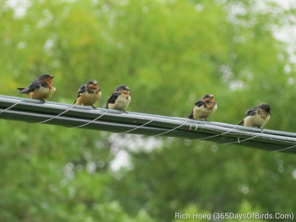 213-Birds-365-Cliff-Swallow-School