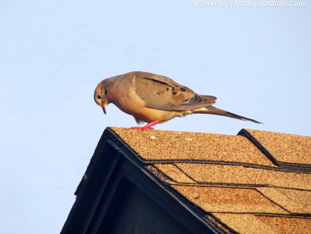 214-Birds-365-Mourning-Dove