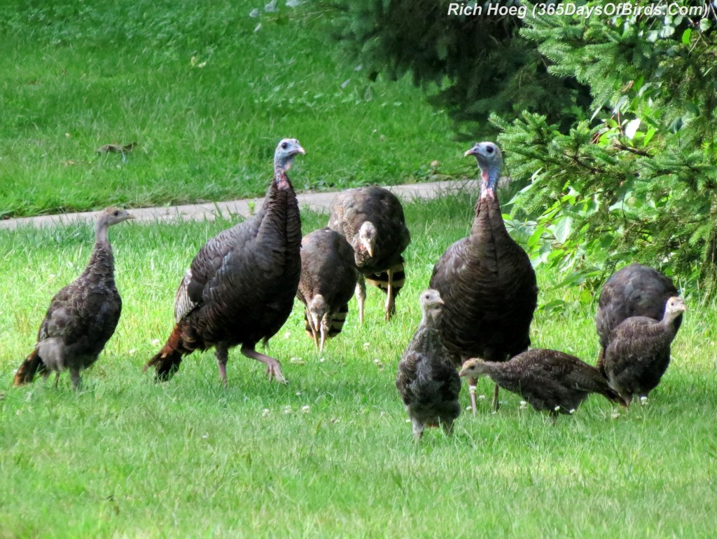 214-Birds-365-Turkey-Family