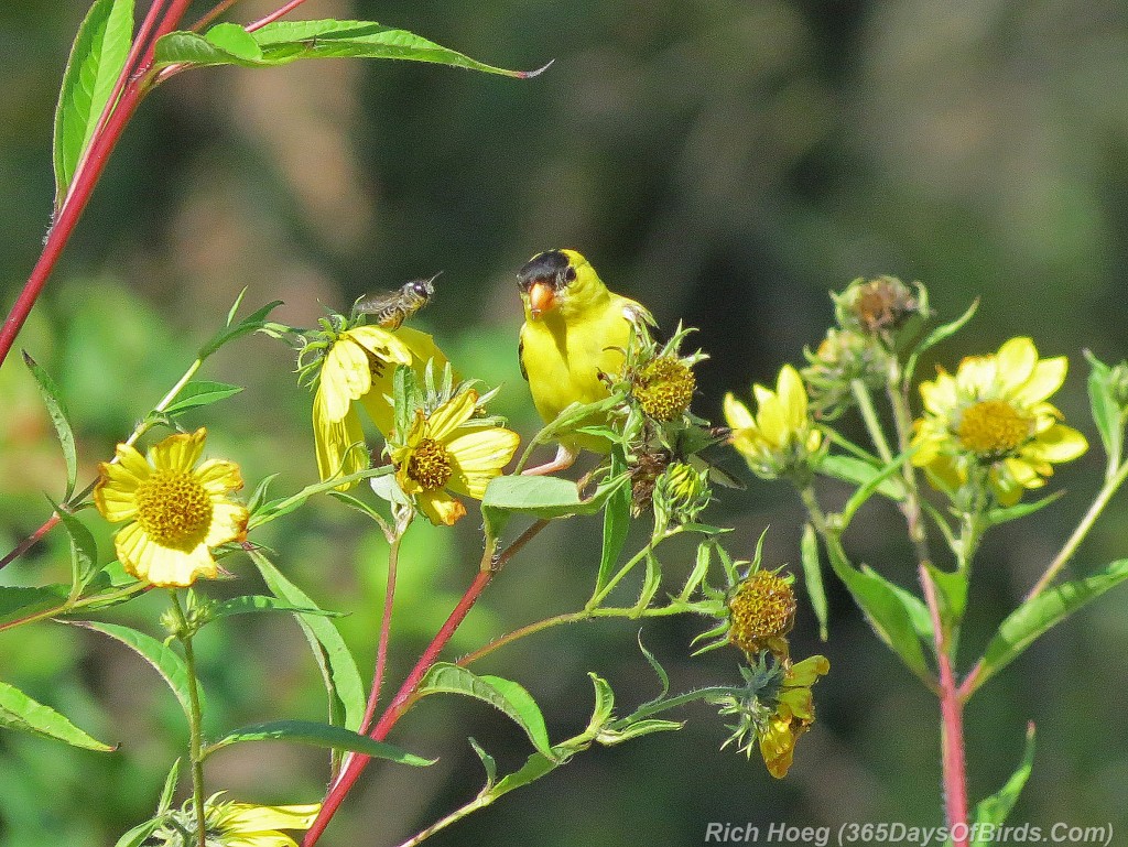 215-Birds-365-American-Goldfinch-2