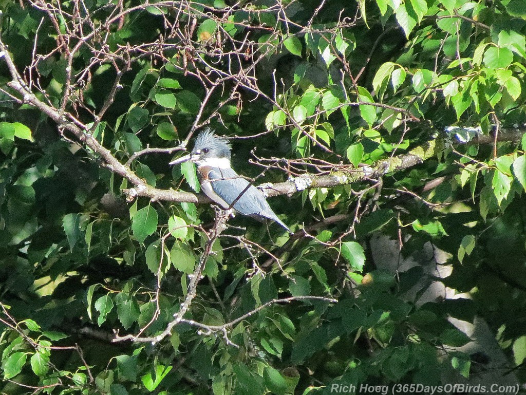 215-Birds-Belted-Kingfisher-1