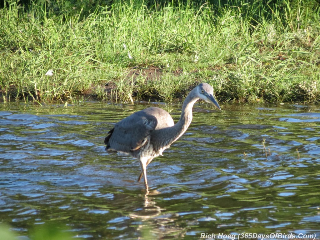 216-Birds-365-Great-Blue-Heron