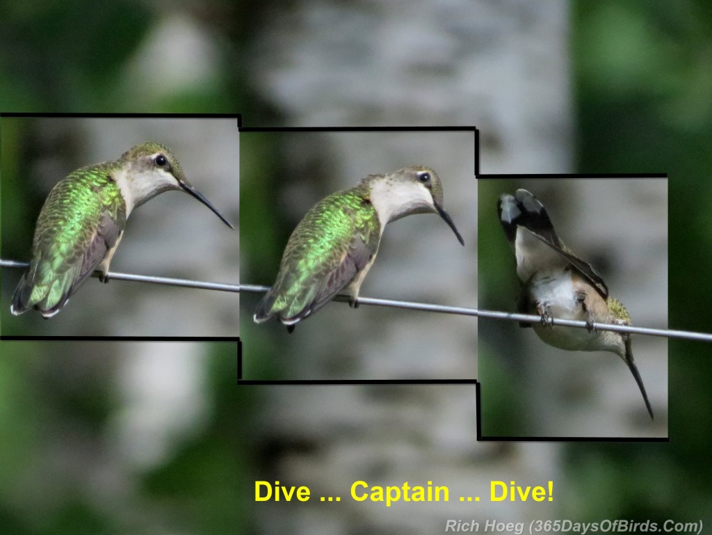 217-Birds-365-Ruby-Throated-Hummingbird-Takeoff-Dive
