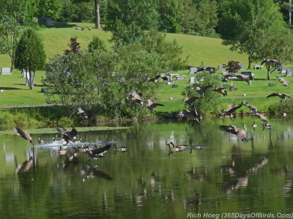 218-Birds-365-Geese-Landing