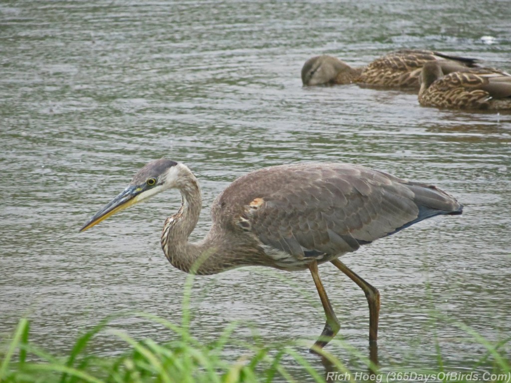 219-Birds-365-Great-Blue-Heron-Rain