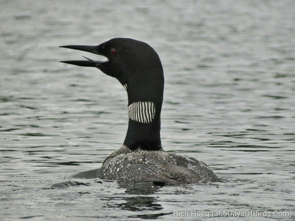 220-Birds-365-Tongue-Yodeling-Loon_wm