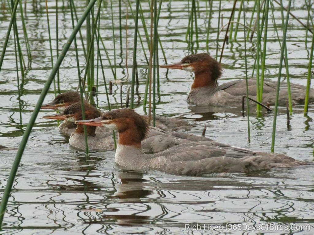 221-Birds-365-Mergansers-Reeds_wm