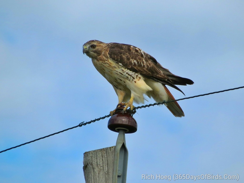 223-Birds-365-Red-Tailed-Hawk-A_wm