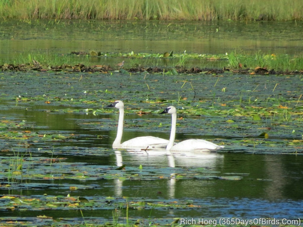 223-Birds-365-Trumpeter-Swans-B_wm