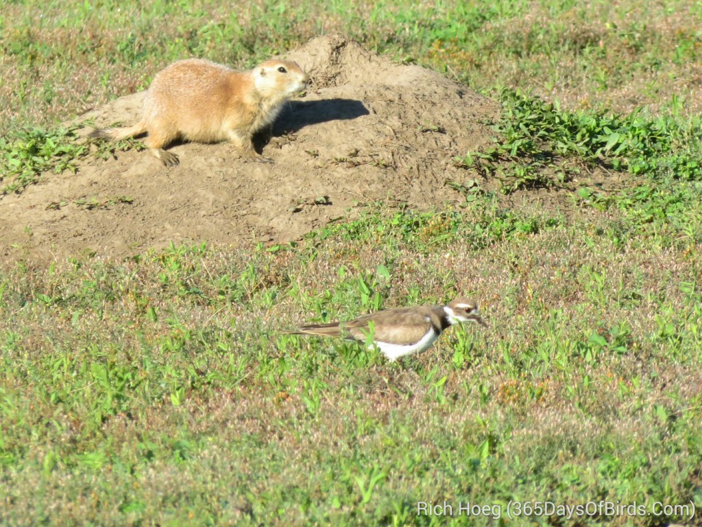 224-Birds-365-Killdeer-Prairie-Dog-2_wm