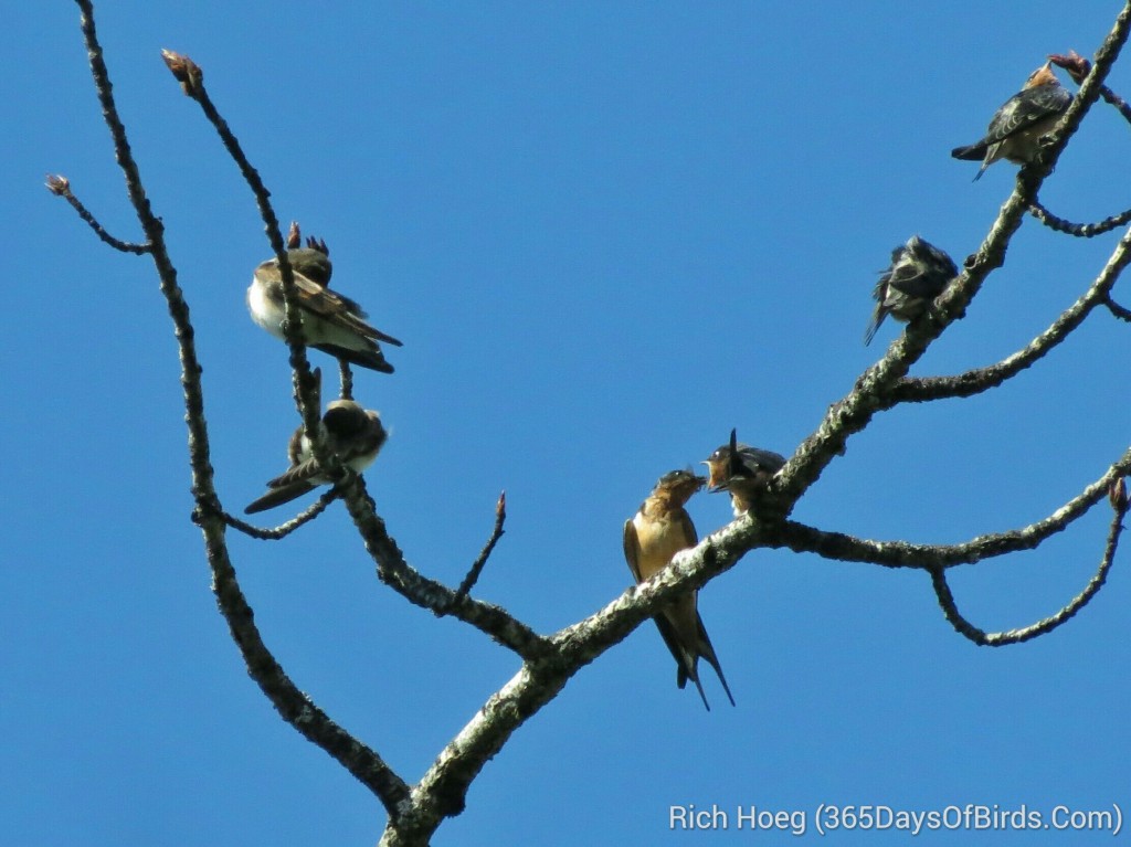 225-Birds-365-Cliff-Swallow-Feed-Me-1_wm