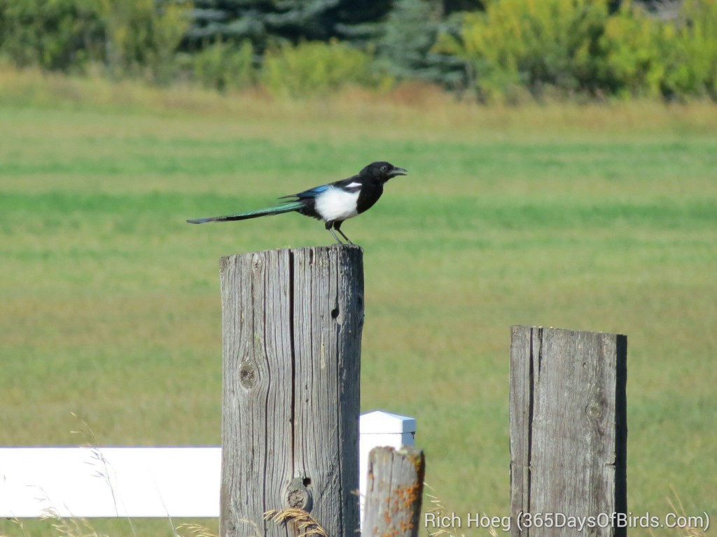 226-Birds-365-Magpie_wm