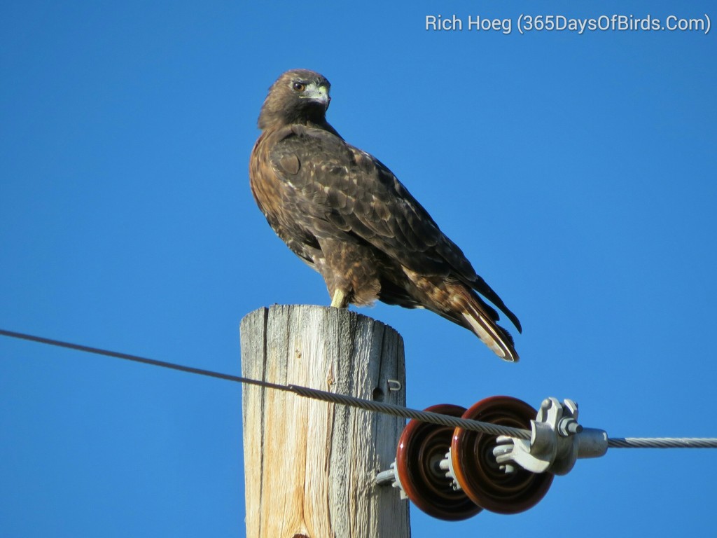 227-Birds-365-Golden-Eagle-1_1_wm