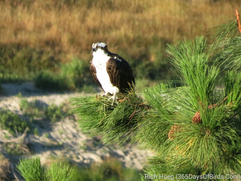 228-Birds-365-Osprey-at-Sunrise_wm