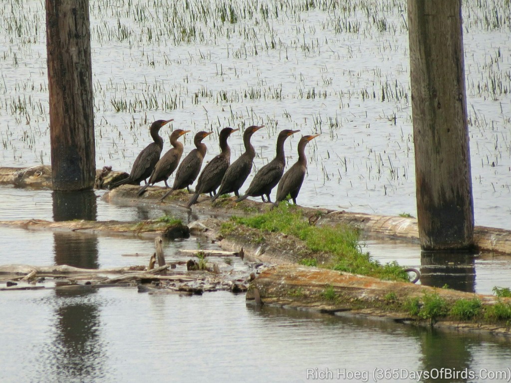 229-Birds-365-Cormorant_wm