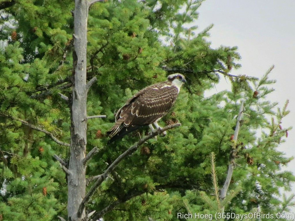 230-Birds-365-Osprey-Pine-Tree_wm