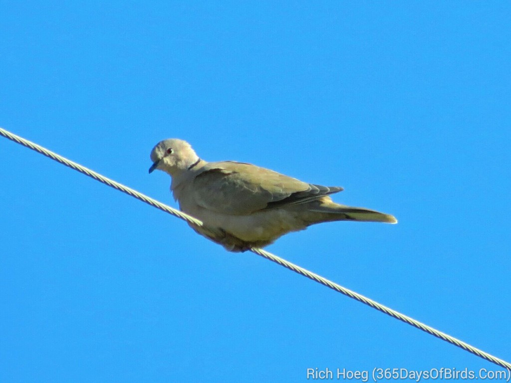 231-Birds-365-Eurasian-Turtle-Dove_wm