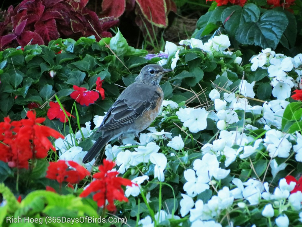 232-Birds-365-Grand-Coulee-Robin_wm