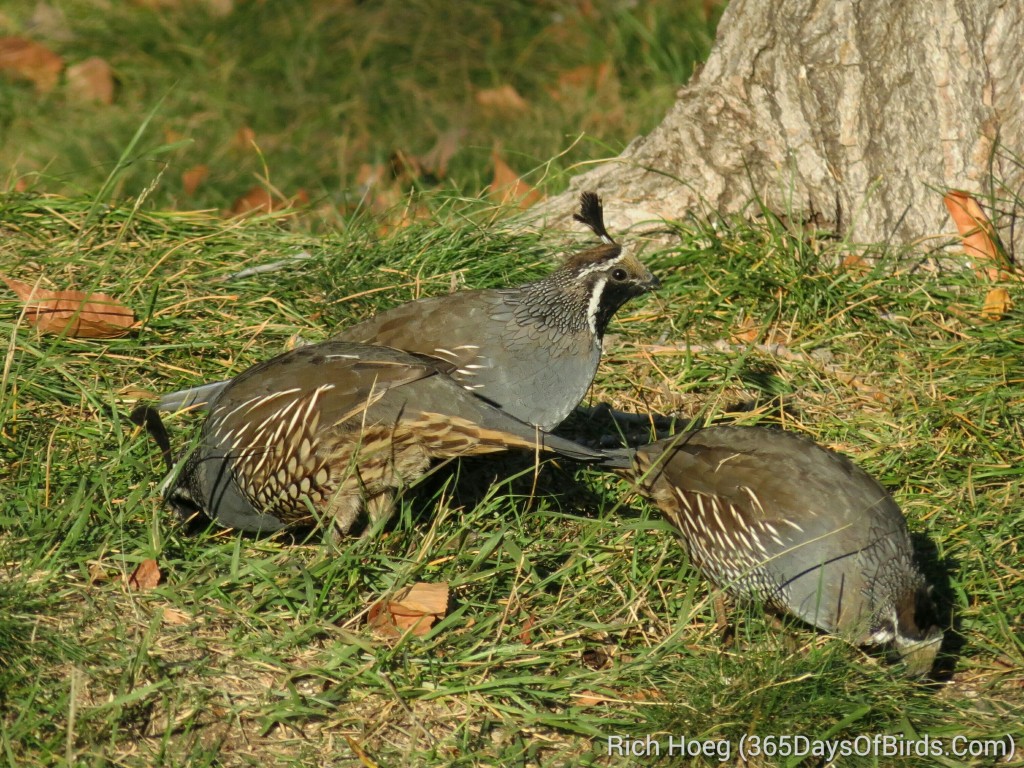 233-Birds-365-Grand-Coulee-California-Quail_1_wm