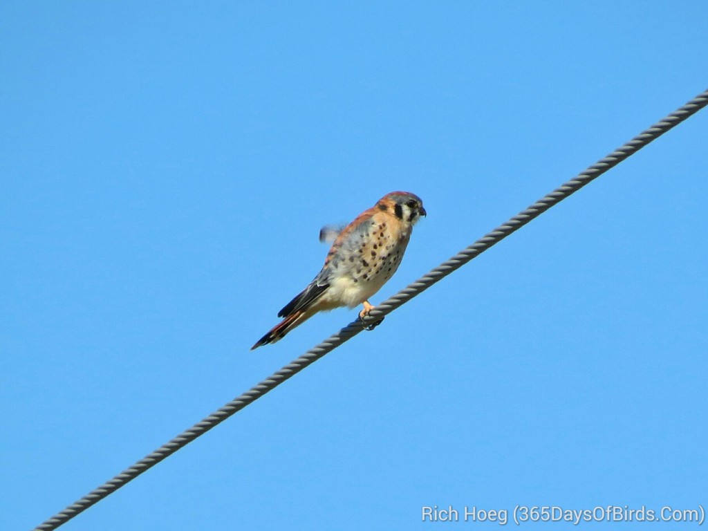 235-Birds-365-American-Kestrel_wm