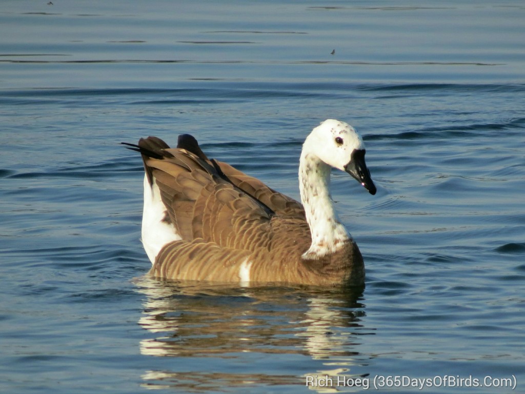 236-Birds-365-Leucistic-Goose