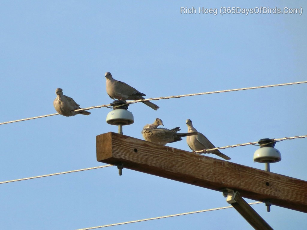 237-Birds-365-Eurasian-Turtledoves-b_wm