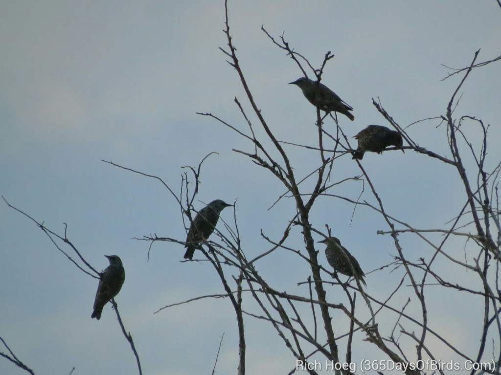 238-Birds-365-starling-silhouettes-at-sunset_wm