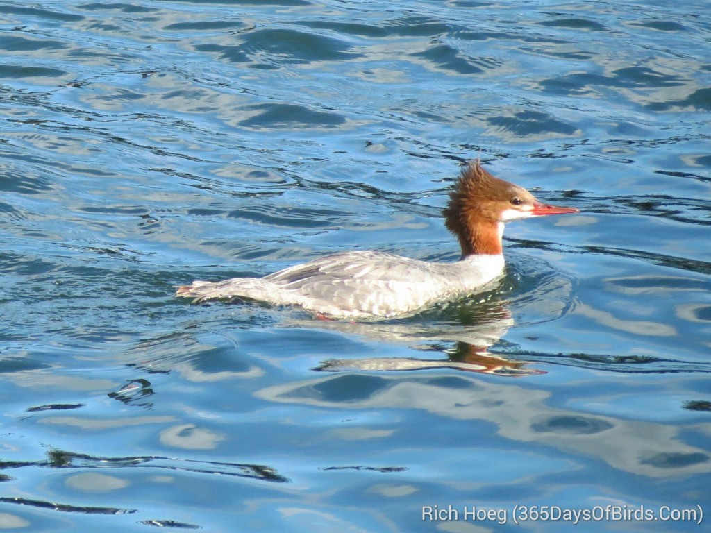 240-Birds-365-Common-Merganser_wm