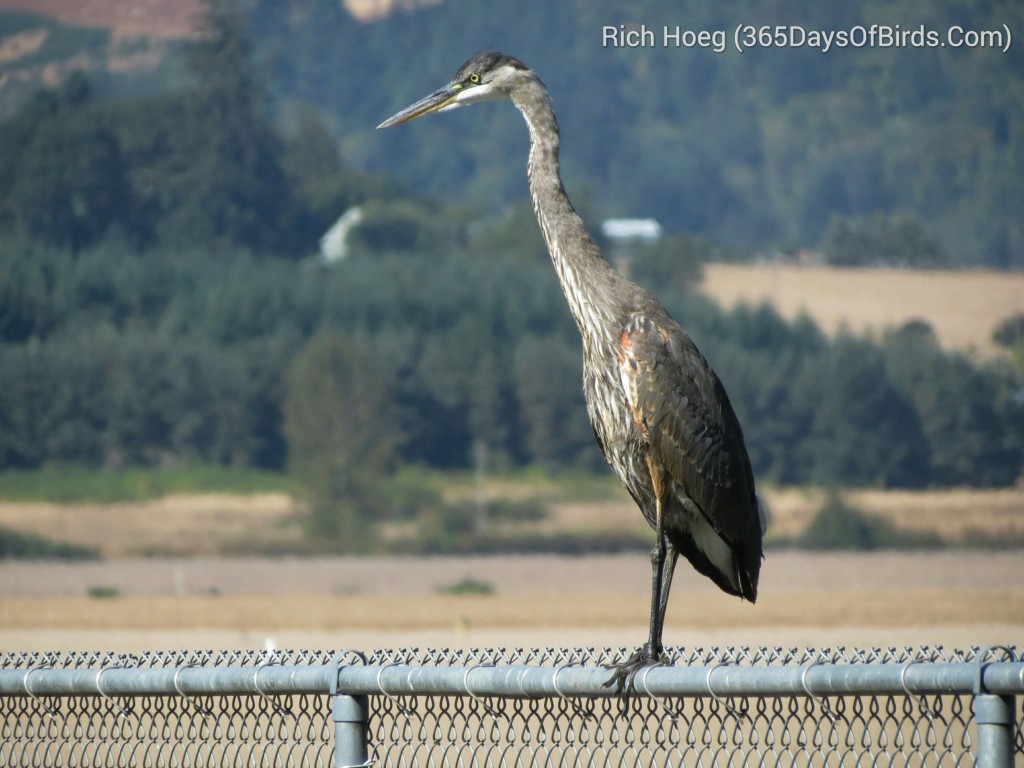 241-Birds-365-Great-Blue-Heron_wm