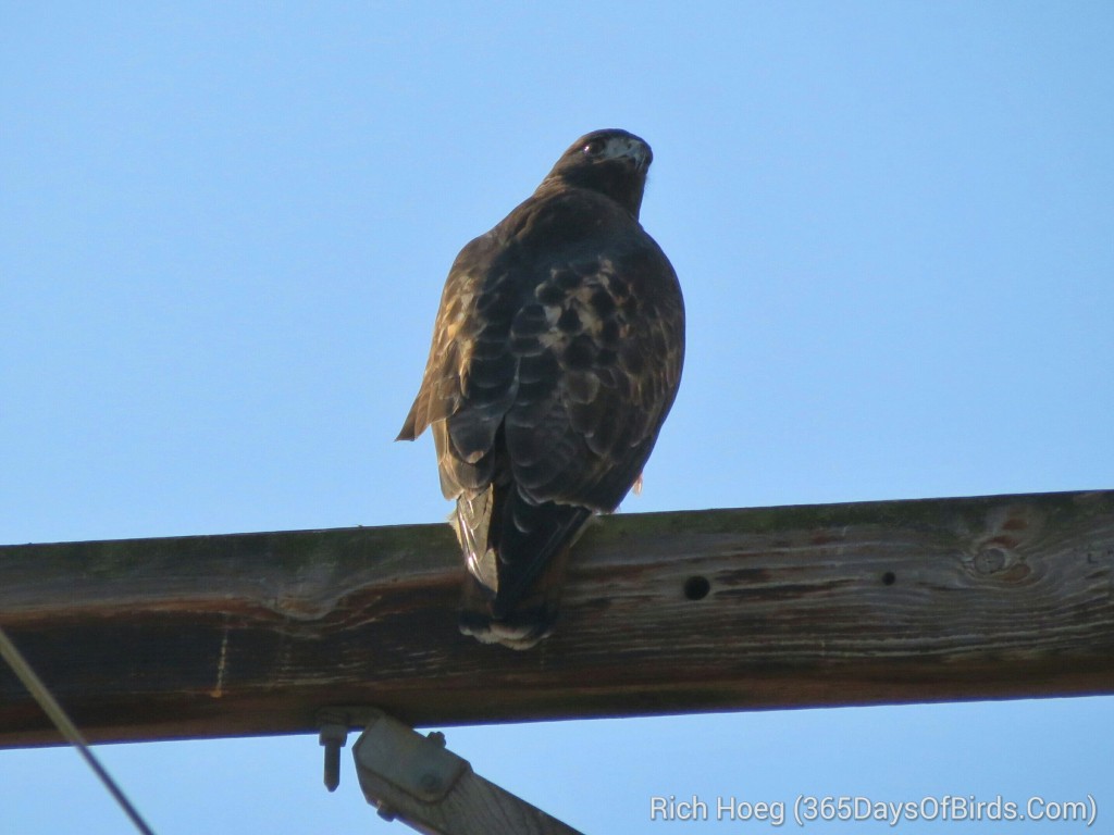 242-Birds-365-Golden-Eagle_wm