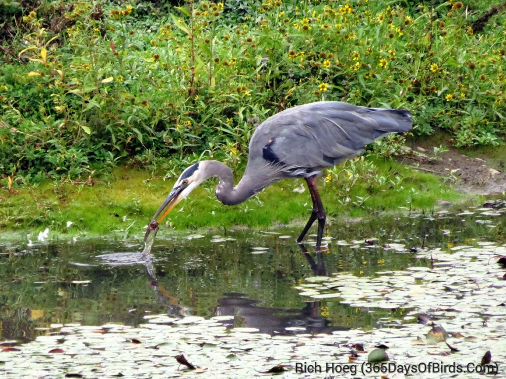 243-Birds-365-Great-Blue-Heron-Strike-1_1_wm