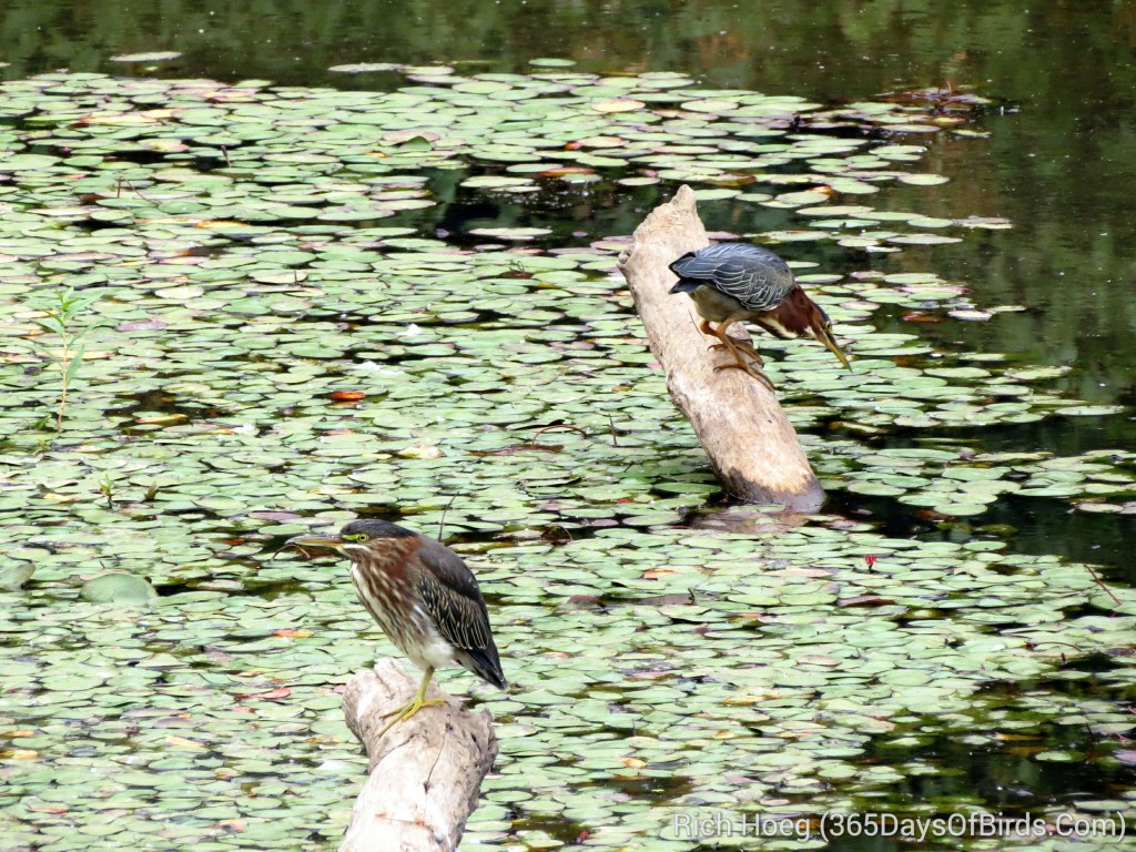 243-Birds-365-Green-Heron-Strike-2_1_wm